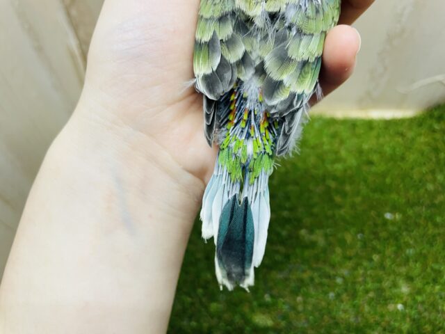 ビセイインコ（美声インコ）