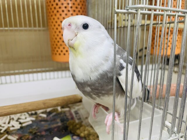 オカメインコ