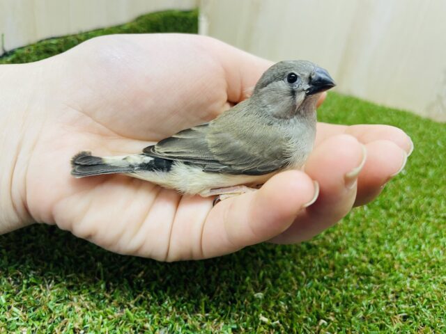 錦花鳥（キンカチョウ）