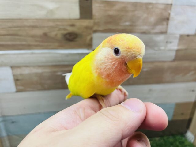 コザクラインコ（小桜インコ）