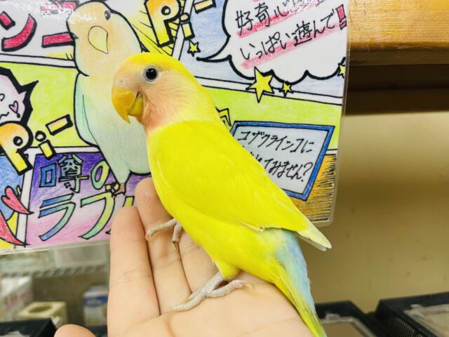 コザクラインコ（小桜インコ）