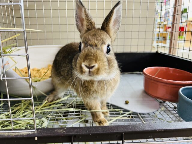 ネザーランドドワーフ