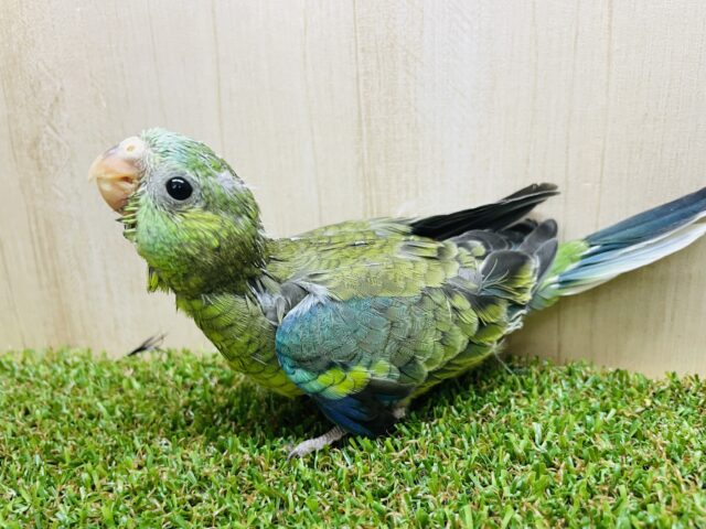 ビセイインコ（美声インコ）