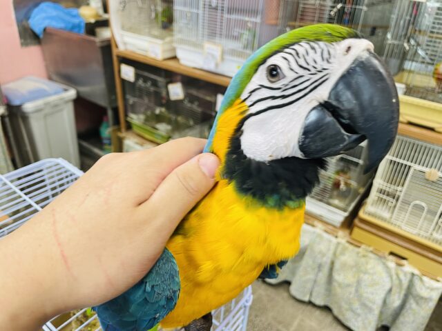 ルリコンゴウインコ