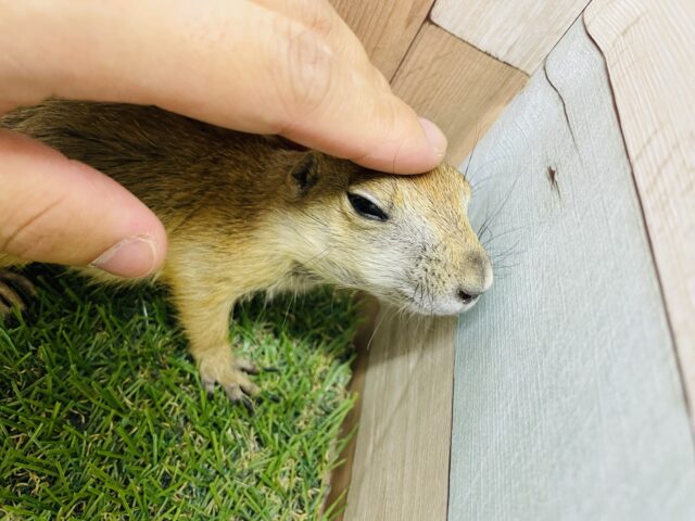 プレーリードッグ