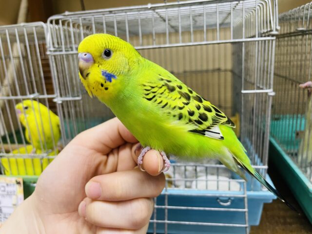 セキセイインコ