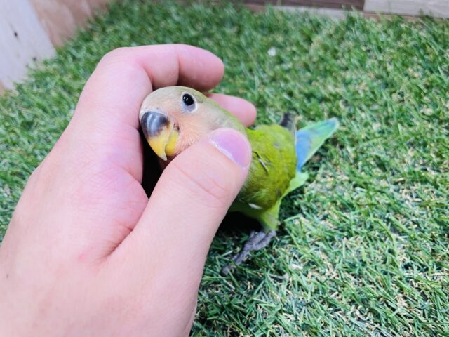 コザクラインコ（小桜インコ）