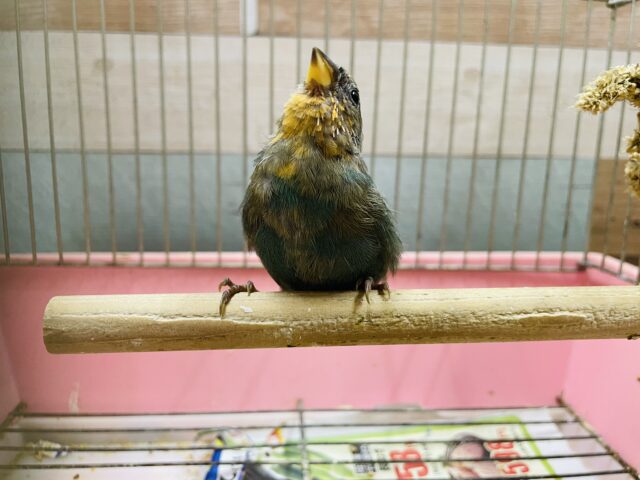 ヒノマルチョウ（日の丸鳥）