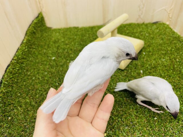 シルバー文鳥
