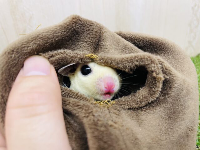 フクロモモンガ