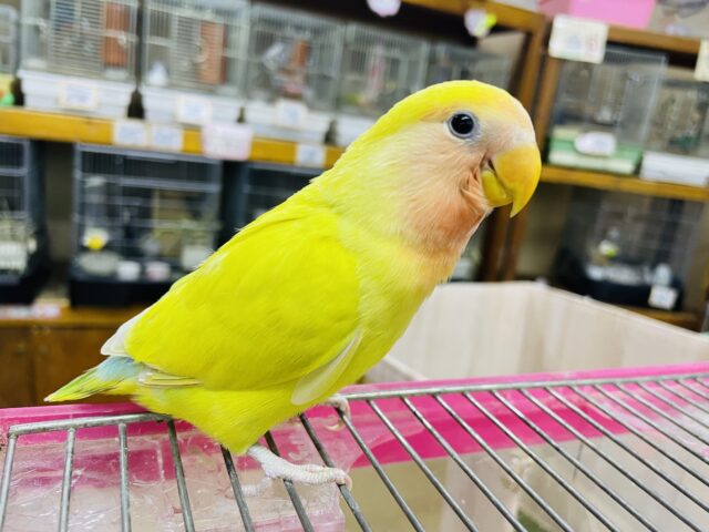 コザクラインコ（小桜インコ）