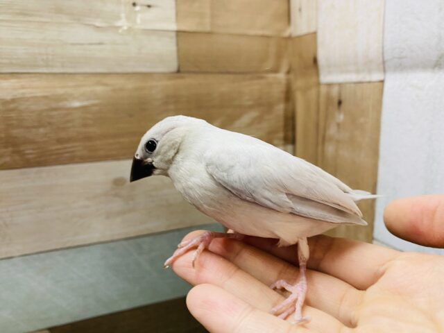 シルバー文鳥
