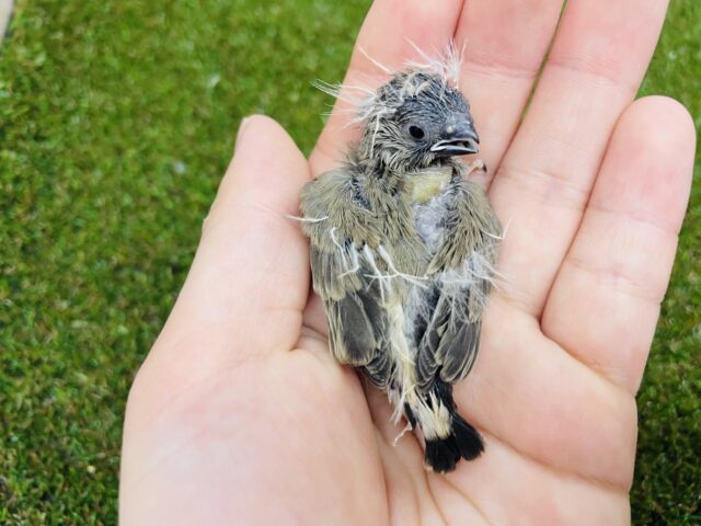 錦花鳥（キンカチョウ）