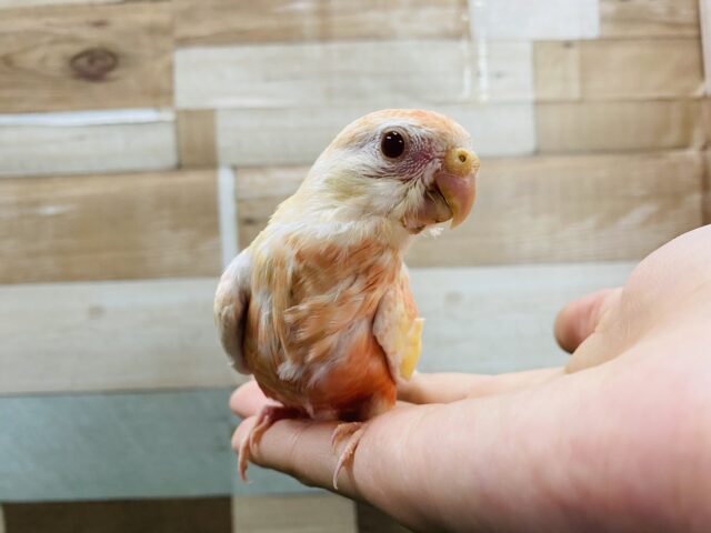 淡いピンクとイエローが素敵です⭐️アキクサインコ(ルビノー) アキクサインコ(秋草インコ)