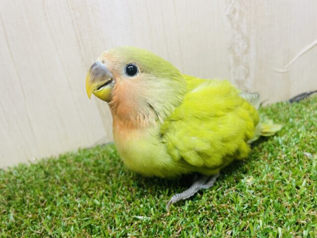 コザクラインコ（小桜インコ）