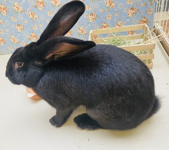 フレミッシュジャイアント