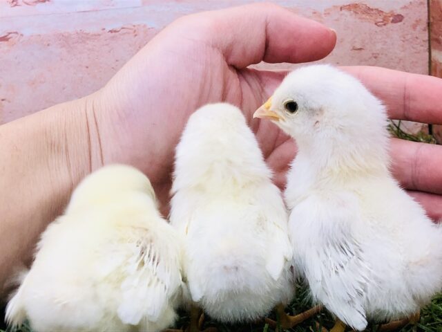 桂チャボ（カツラチャボ）