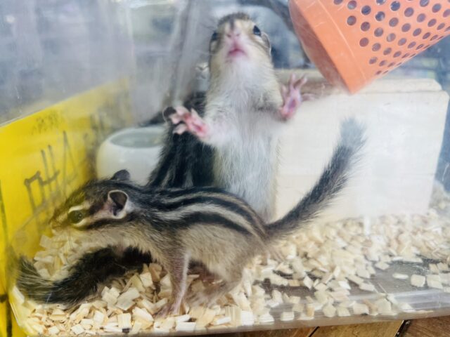 シマリス（ノーマル）