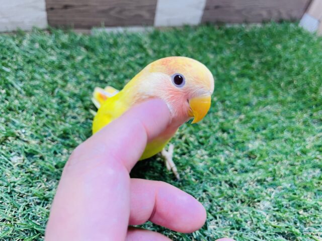 コザクラインコ（小桜インコ）