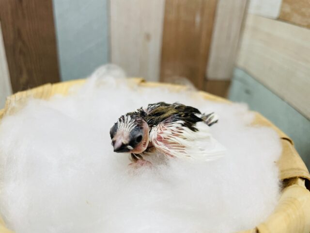 十姉妹（ジュウシマツ）