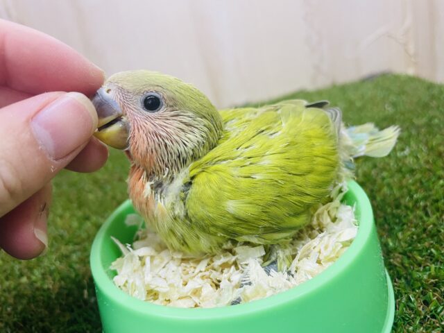コザクラインコ（小桜インコ）
