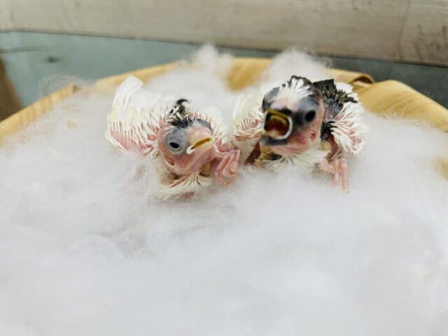 十姉妹（ジュウシマツ）