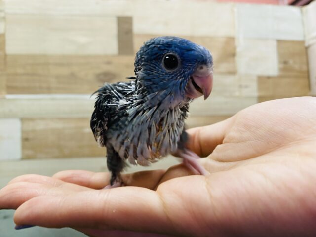深みのあるブルーが素敵☆サザナミインココバルト サザナミインコ