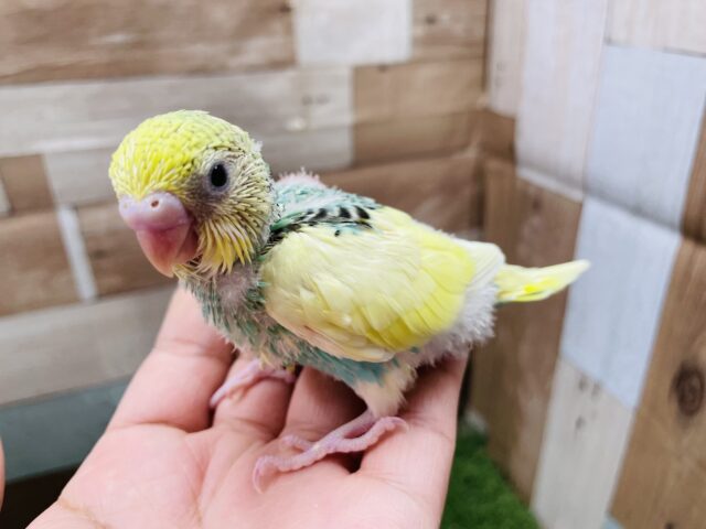 セキセイインコ