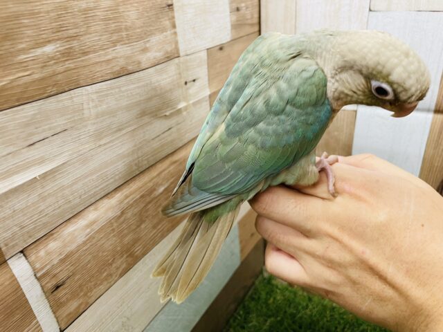 ホオミドリウロコインコ