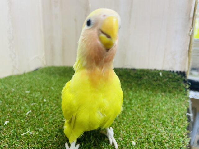 コザクラインコ（小桜インコ）