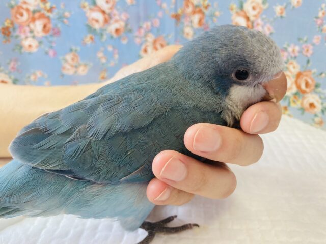 オキナインコ