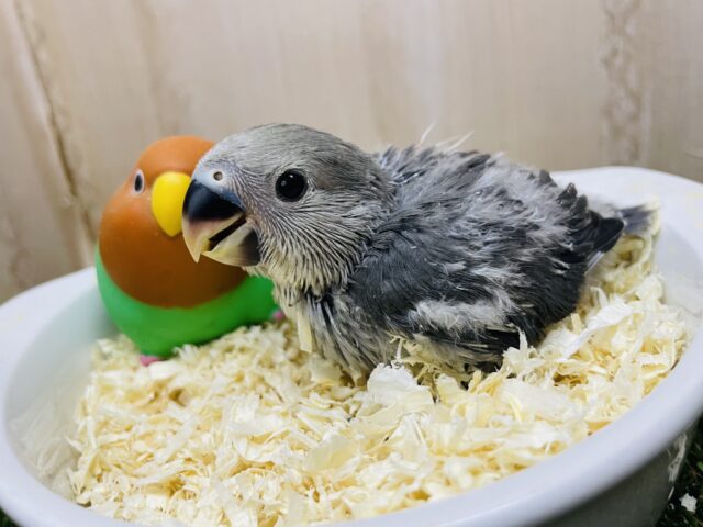 コザクラインコ（小桜インコ）