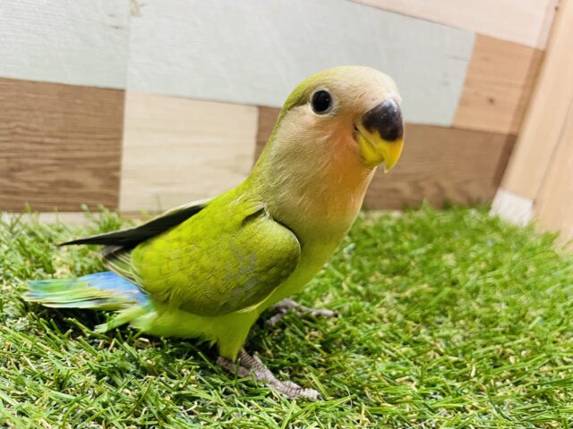 コザクラインコ（小桜インコ）