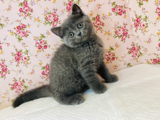 フォールデックス