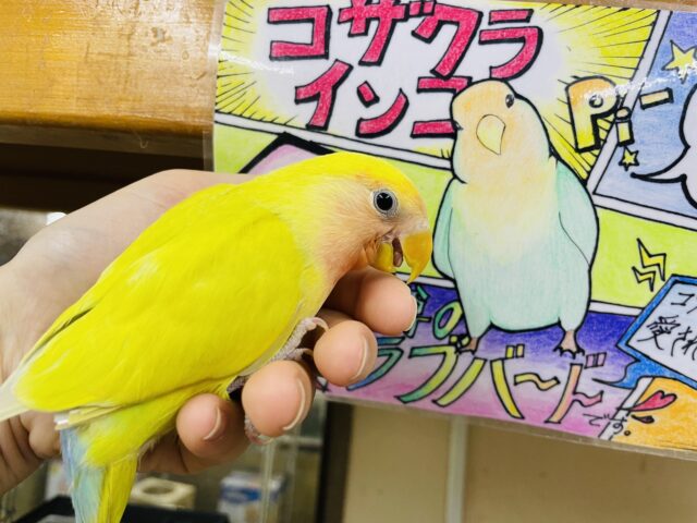 コザクラインコ（小桜インコ）