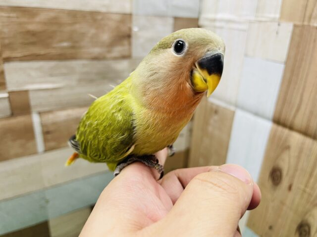 コザクラインコ（小桜インコ）