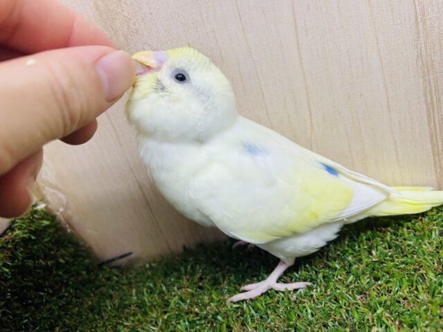 新松戸店⭐️メロメロにさせ隊⭐️最新画像になりますよ⭐️だんだん惹かれる〜笑顔の持つ引力💓 セキセイインコ パステルレインボーパイド セキセイインコ