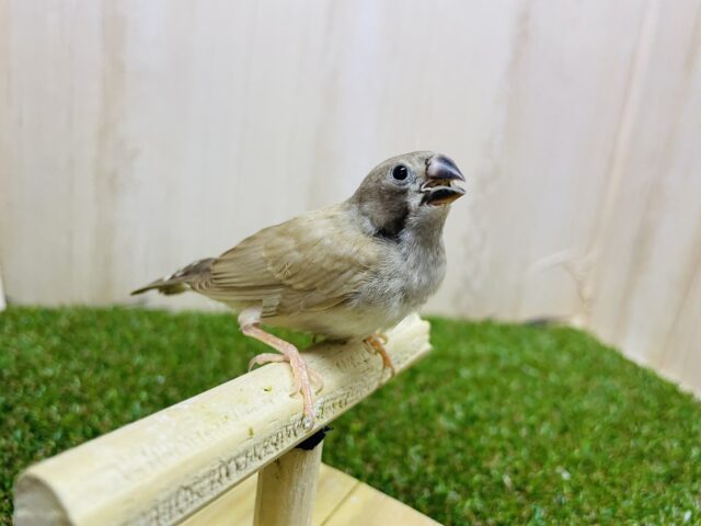 錦花鳥（キンカチョウ）