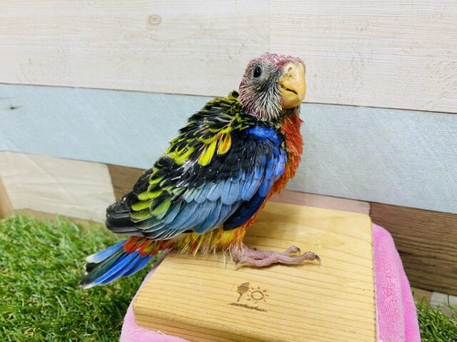 ナナクサインコ（七草インコ）