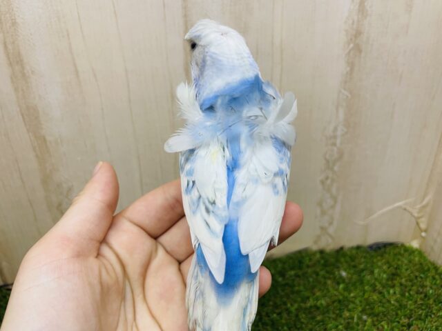 羽衣セキセイインコ