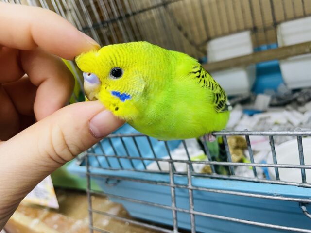 セキセイインコ
