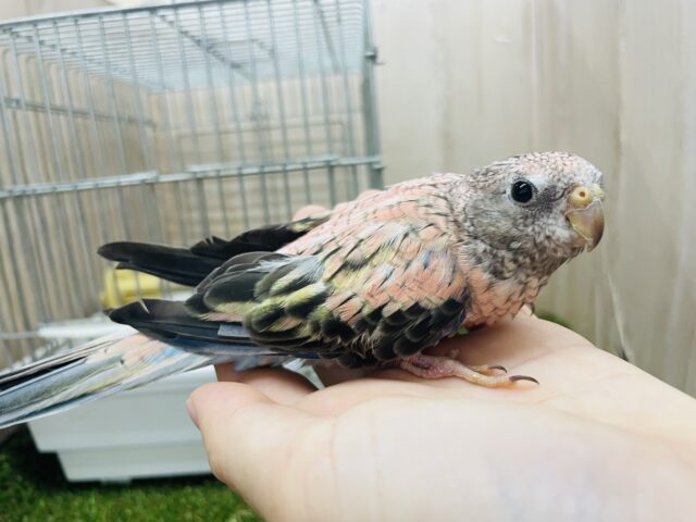 アキクサインコ（秋草インコ）