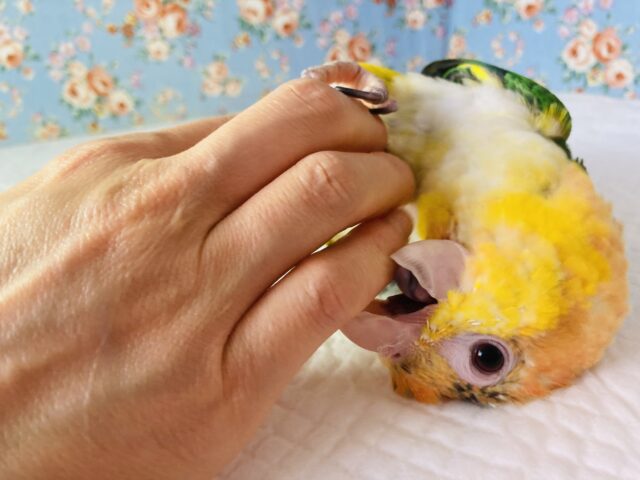 シロハラインコ
