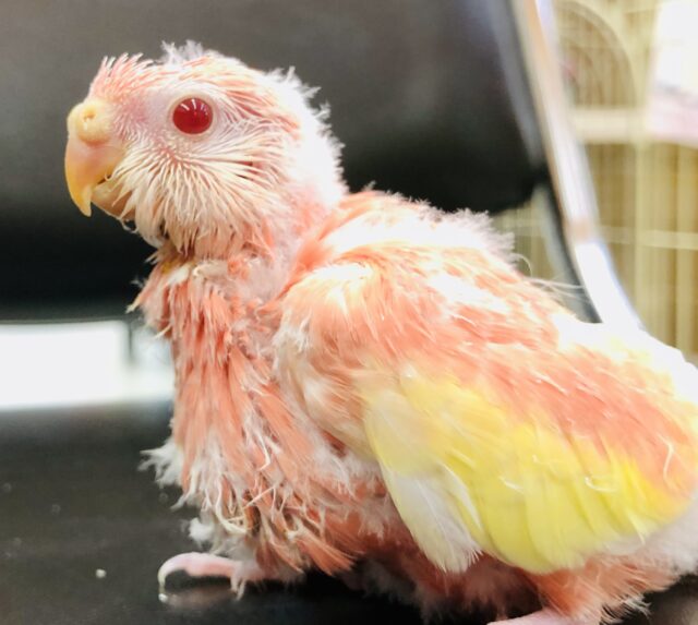 アキクサインコ（秋草インコ）