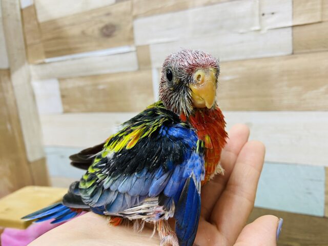 ナナクサインコ（七草インコ）