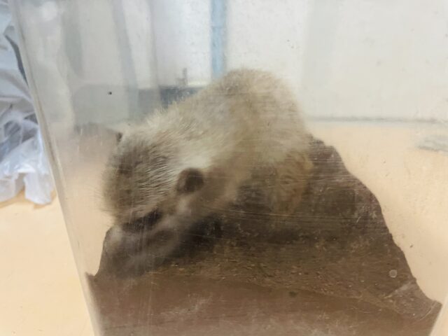 ミーアキャット