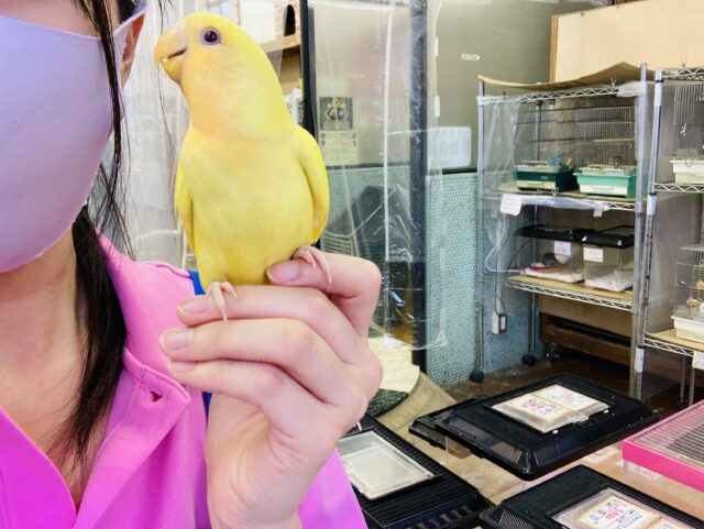 最新画像🌟激推し❤︎元気いっぱいアピールするよ🌞✨手乗りコザクラインコ(ルチノー)🪶✨ コザクラインコ(小桜インコ)