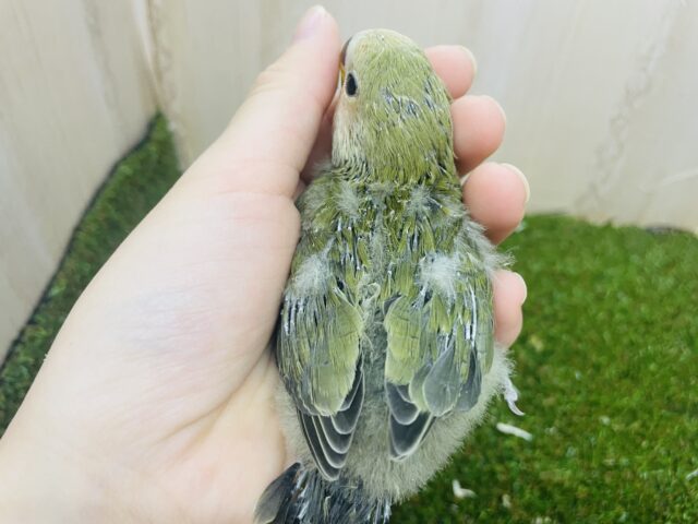 コザクラインコ（小桜インコ）