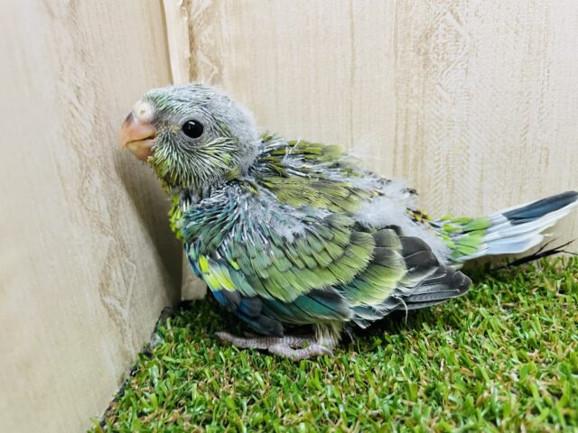 ビセイインコ（美声インコ）