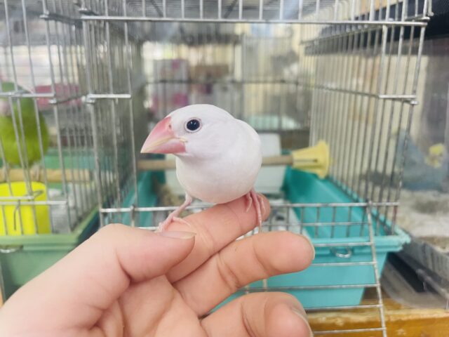 白文鳥